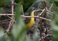 Motacilla flava cinereocapilla