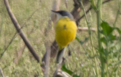Motacilla flava cinereocapilla