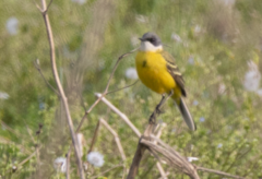 Motacilla flava cinereocapilla