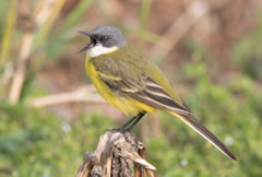 Motacilla flava cinereocapilla