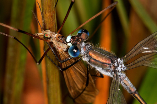 Common Spreadwing, photo 7 of 7