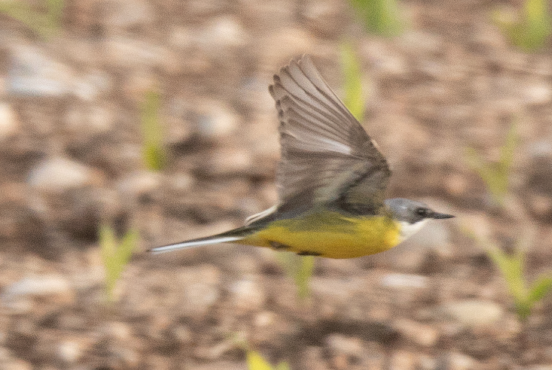 Western Yellow Wagtail