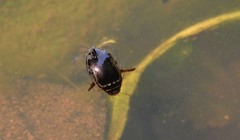 Thermonectus basillaris