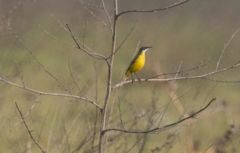 Motacilla flava cinereocapilla