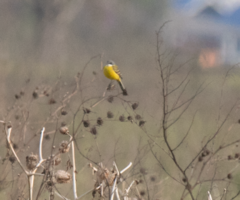 Motacilla flava cinereocapilla