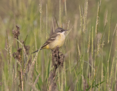 Motacilla flava cinereocapilla