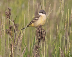 Motacilla flava cinereocapilla