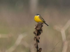 Motacilla flava cinereocapilla