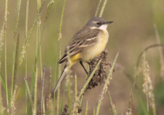 Motacilla flava cinereocapilla