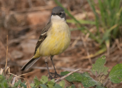 Motacilla flava cinereocapilla