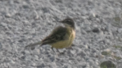 Motacilla flava cinereocapilla