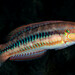 Slippery Dick - Photo (c) Laura Kushner, some rights reserved (CC BY-NC), uploaded by Laura Kushner