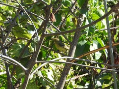 Vireo pallens