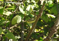 Vireo pallens