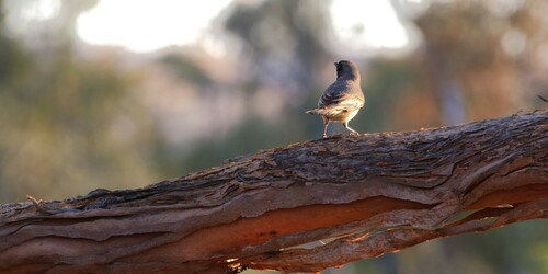 Rufous Whistler