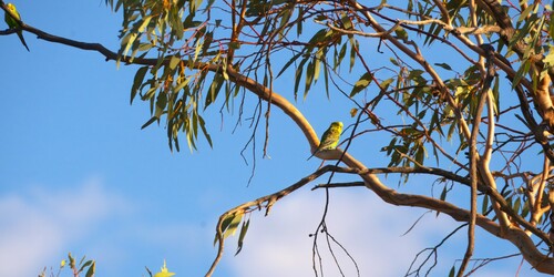 Budgerigar