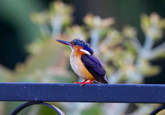 Corythornis vintsioides