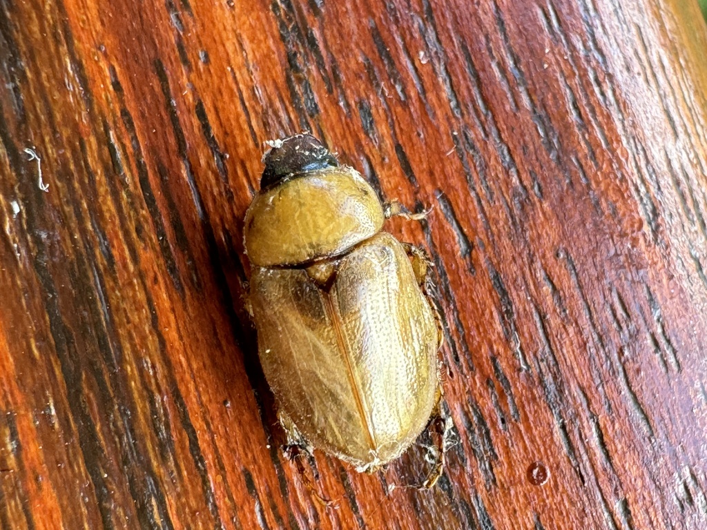 Cyclocephala lunulata from Calle Lapa, Turrubares, San Jose, CR on ...