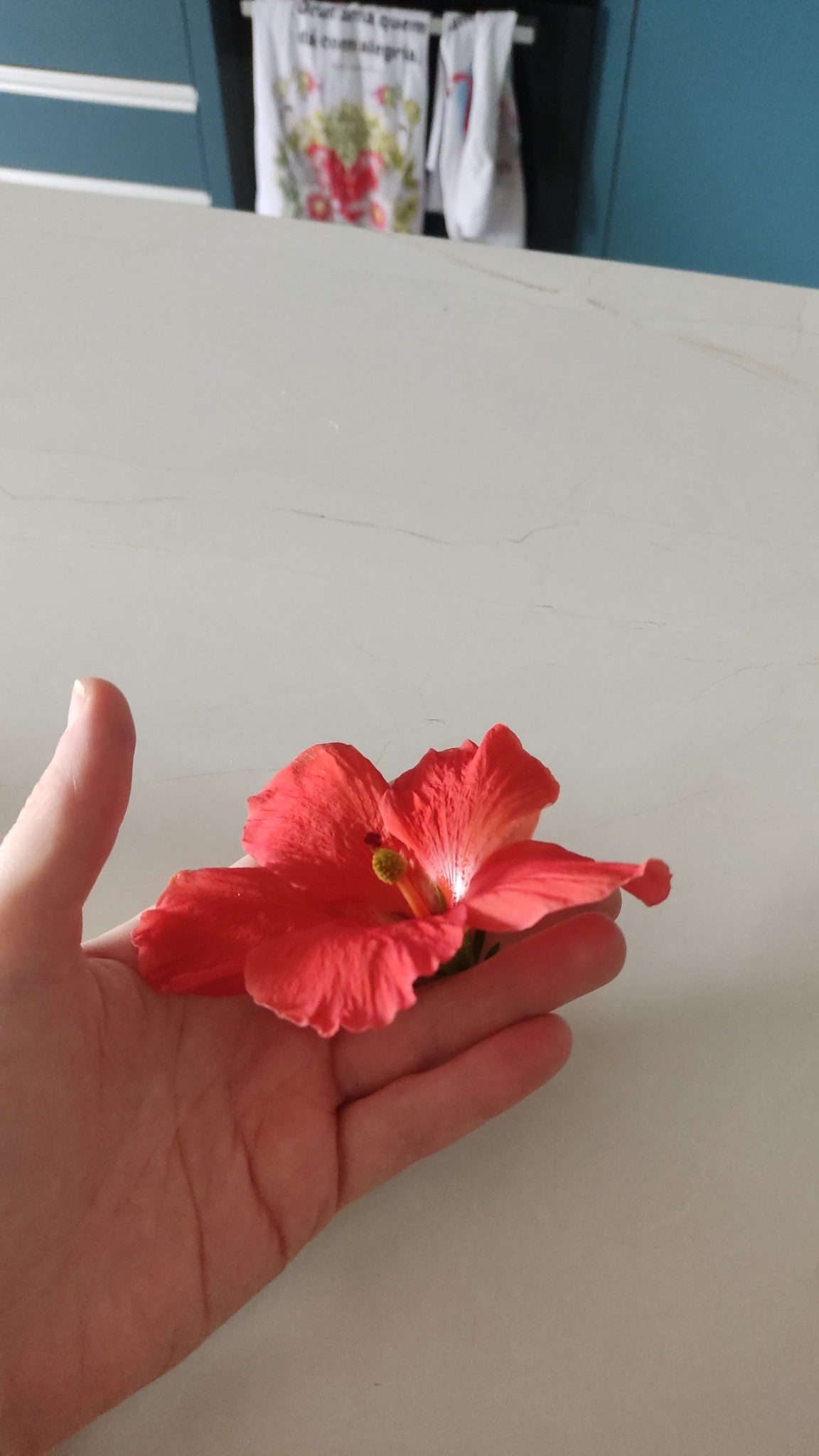 Imagem de Hibisco
