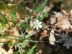 Sisyrinchium albidum