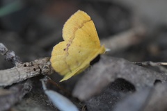 Lhommeia aediphlebia