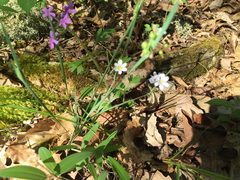 Sisyrinchium albidum