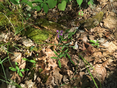 Sisyrinchium albidum