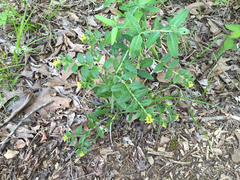 Lithospermum tuberosum