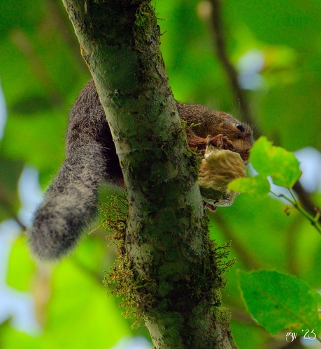 Red-legged Sun Squirrel