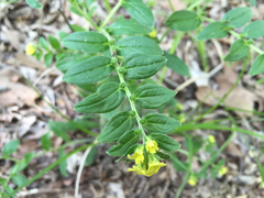 Lithospermum tuberosum
