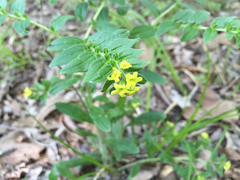 Lithospermum tuberosum