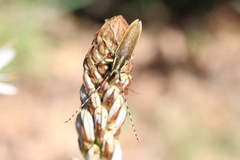 Agapanthia asphodeli