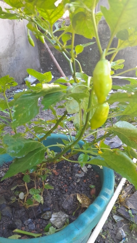 Foto de Pimenta-de-cheiro