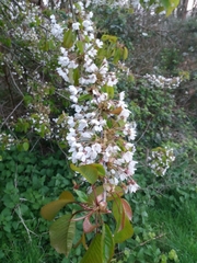 Cerasus