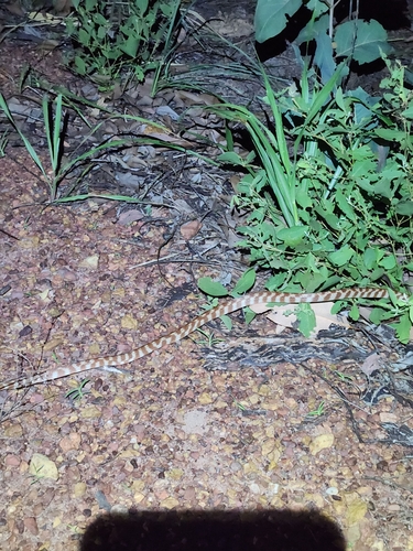 Brown Tree Snake sighting