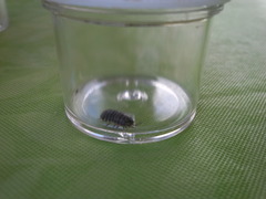 Armadillidium vulgare