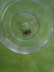 Armadillidium vulgare