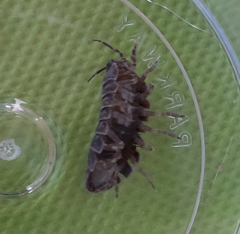 Armadillidium vulgare