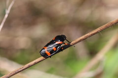 Cercopis intermedia