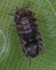 Armadillidium vulgare