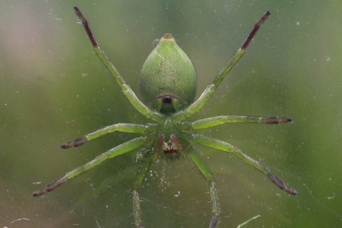 Green Huntsman Spider