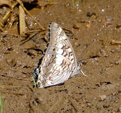 Charaxes achaemenes achaemenes