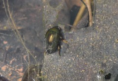 Tropisternus blatchleyi