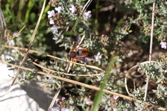 Rhodanthidium sticticum