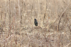Sturnus vulgaris