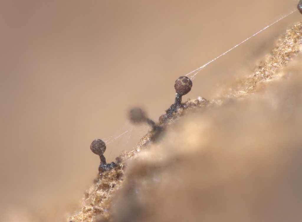Trichia titanica