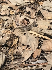 Sceloporus occidentalis