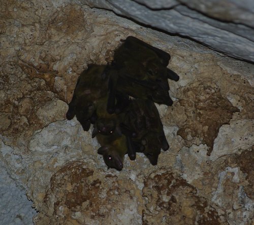 Madagascan Fruit Bat