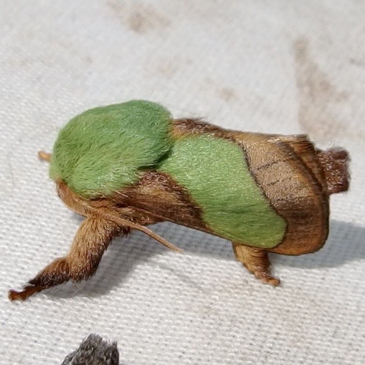 Smaller Parasa