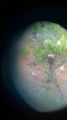 Apalone spinifera pallida